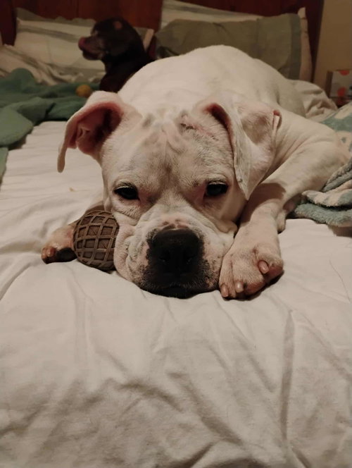 LEO - BONDED WITH LADY AKA LADYBUG - Boxer available for adoption
