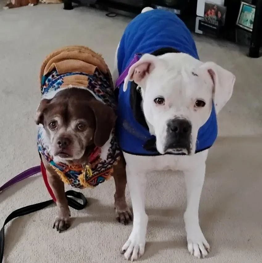 Leo - Bonded With Lady Aka Ladybug - Boxer