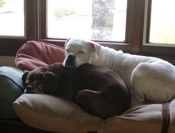 Leo - BONDED WITH LADY AKA LADYBUG