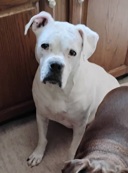 Leo - BONDED WITH LADY AKA LADYBUG