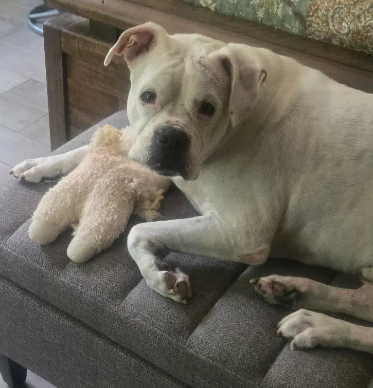 Leo - Bonded With Lady Aka Ladybug - Boxer