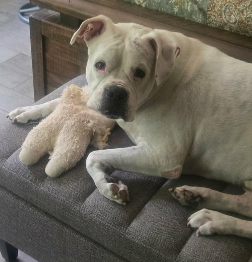 Leo, a Boxer (short coat)