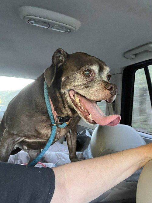 Lady aka Ladybug - BONDED WITH LEO!!, photo 14