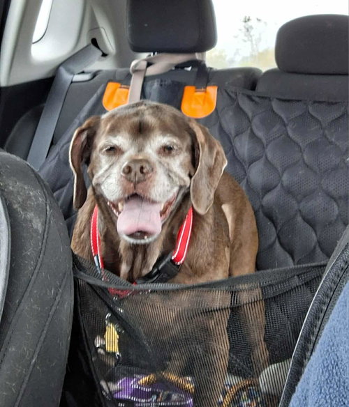 Lady aka Ladybug - BONDED WITH LEO!!, photo 12