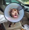 Lady aka Ladybug - BONDED WITH LEO!! - Photo 6