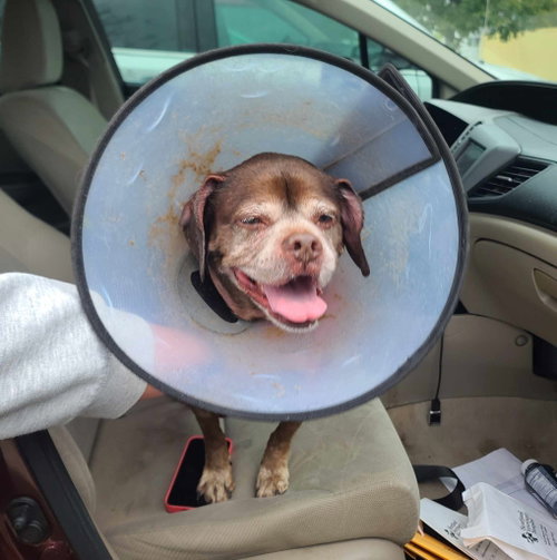 Lady aka Ladybug - BONDED WITH LEO!!, photo 13
