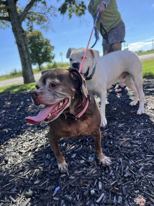 Lady aka Ladybug - BONDED WITH LEO!!, photo 15