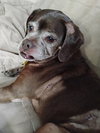 Lady aka Ladybug - BONDED WITH LEO!! - Photo 3