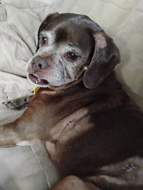 Lady aka Ladybug - BONDED WITH LEO!!, photo 10