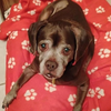 Lady aka Ladybug - BONDED WITH LEO!! - Photo 1