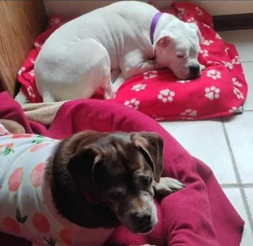 Lady aka Ladybug - BONDED WITH LEO!!, photo 11