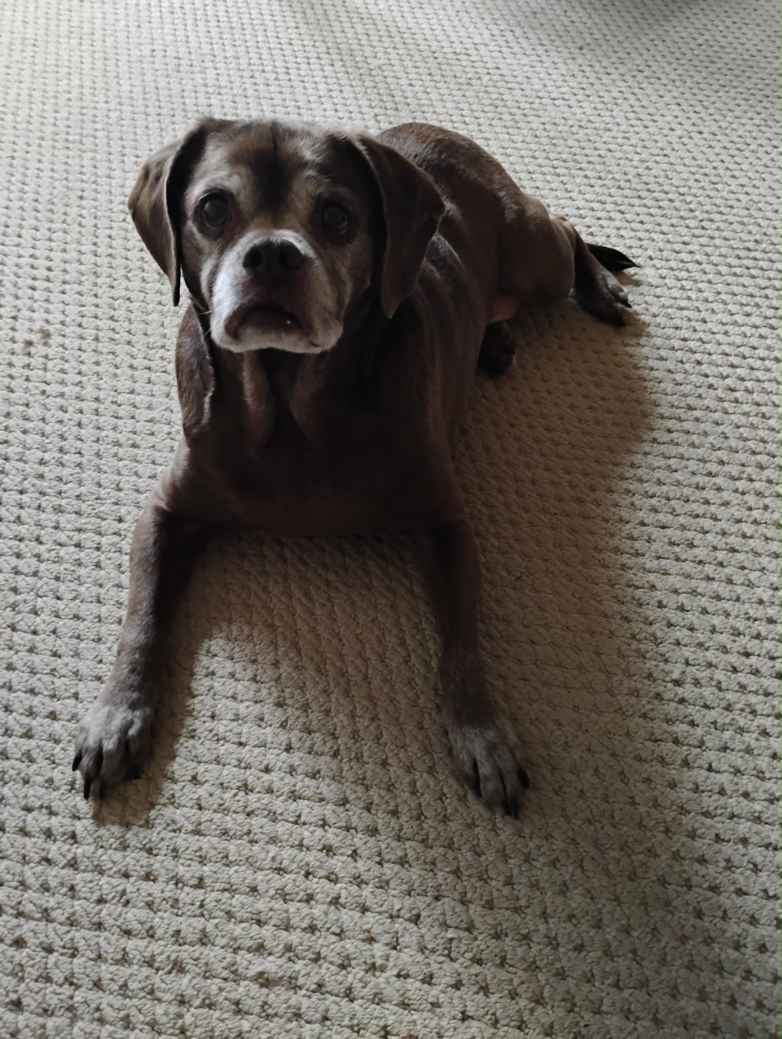 Lady aka Ladybug - BONDED WITH LEO!!