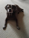 Lady aka Ladybug - BONDED WITH LEO!!