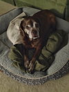 Lady aka Ladybug - BONDED WITH LEO!! - Photo 3