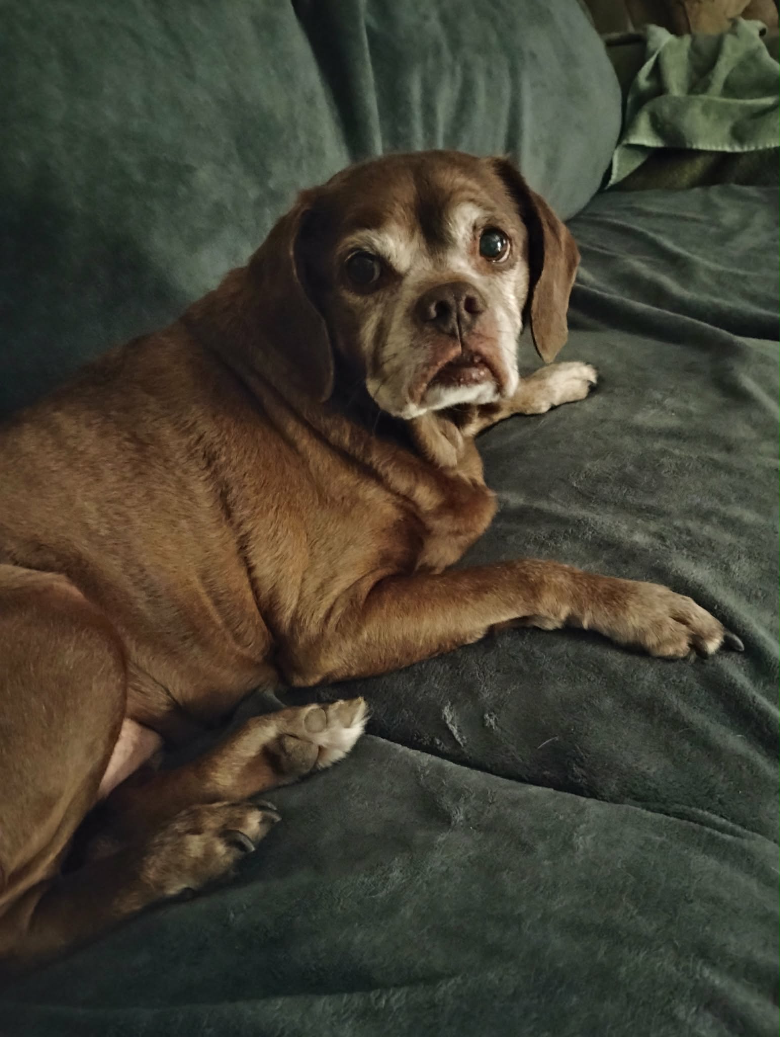 Lady aka Ladybug - BONDED WITH LEO!!