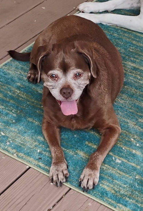 Lady aka Ladybug - BONDED WITH LEO!!