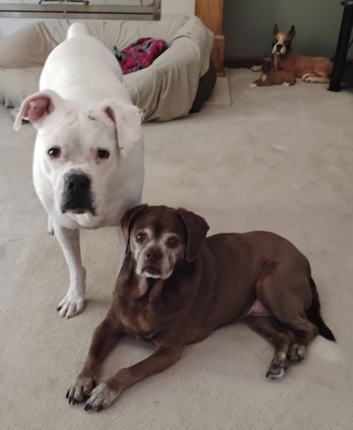 Lady aka Ladybug - BONDED WITH LEO!!, photo 2