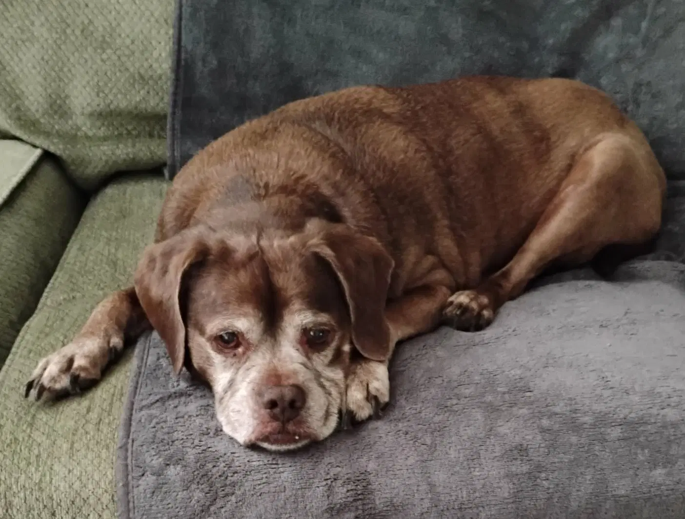 Lady Aka Ladybug - Bonded With Leo - Boxer