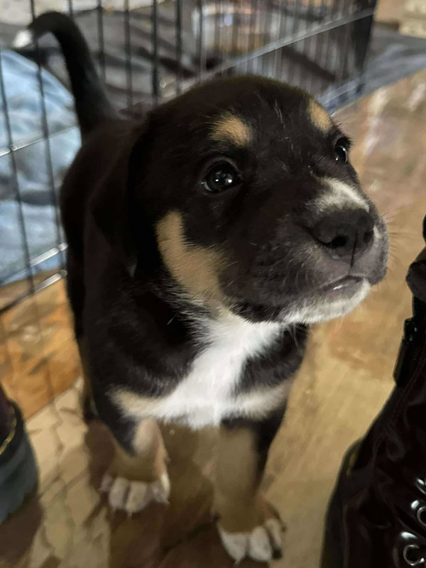 Rolo - ADOPTION PENDING!!!