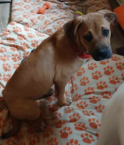 picture of the dog needing adoption