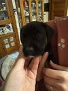 Wilson - Photo 5
