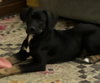 Wilson - Photo 3