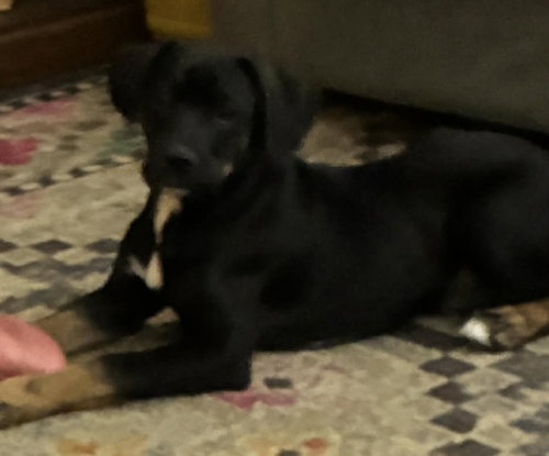 Wilson - ADOPTION PENDING!!! — thumbnail 6