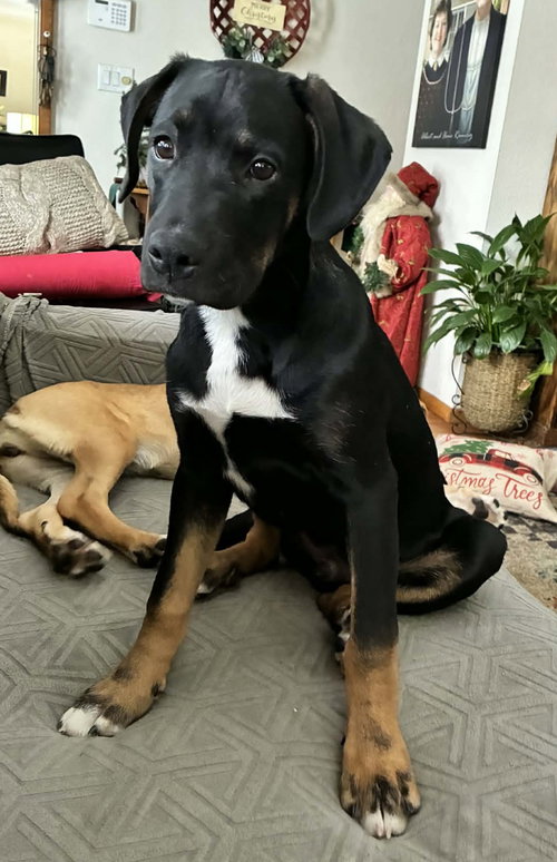 WILSON - Boxer available for adoption