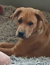 Theodore, a Boxer / Mixed (short coat)