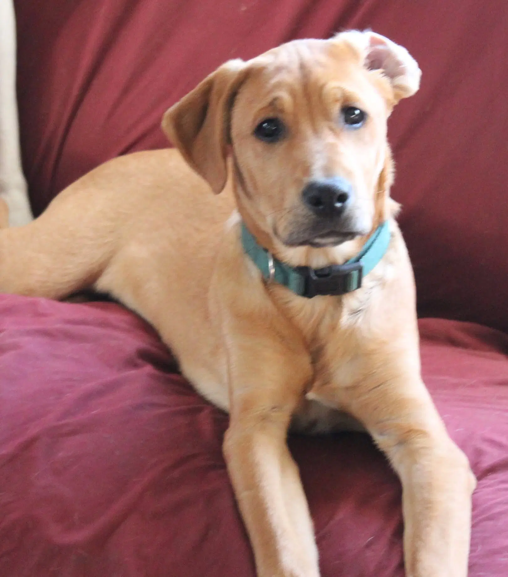Theodore image 4