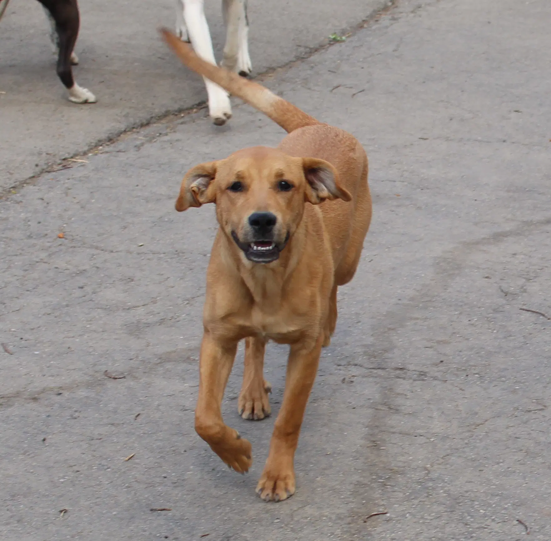 Theodore - Boxer