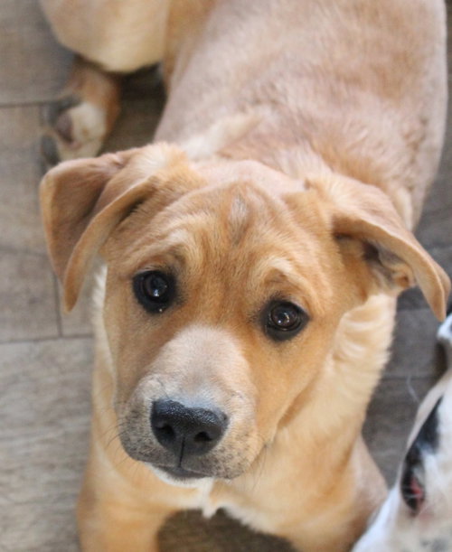 picture of the dog needing adoption