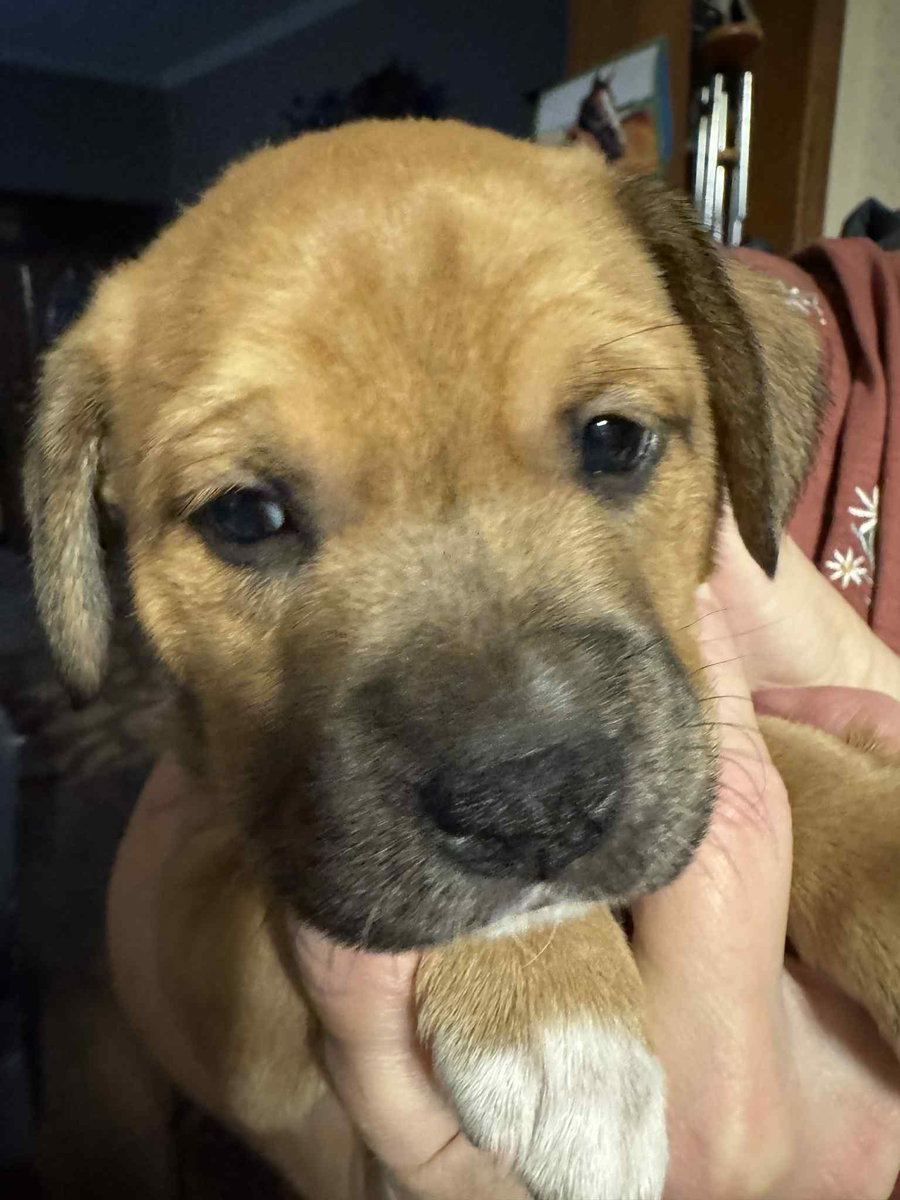 Lainey - FOSTER OR ADOPT ME!!