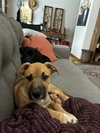 Lainey - Photo 4
