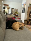 Lainey - Photo 5