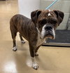 Winnie Cakes - ADOPTION PENDING!! - Photo 4