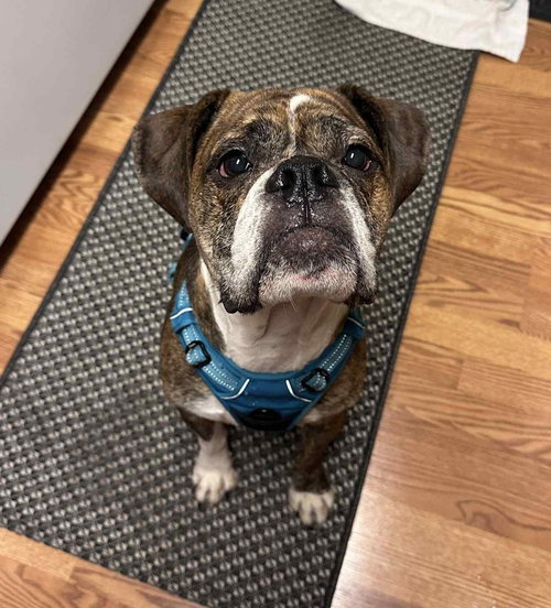 picture of the dog needing adoption