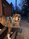 Winnie Cakes - ADOPTION PENDING!! - Photo 2