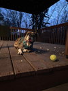 Winnie Cakes - ADOPTION PENDING!! - Photo 3