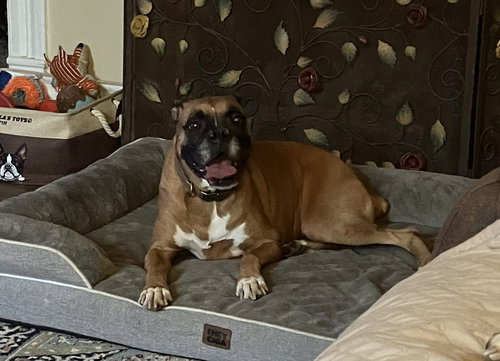 picture of the dog needing adoption