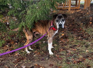 Chance - NEEDS FOSTER HOME!!