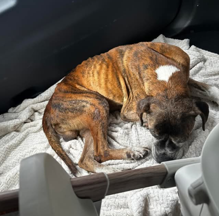 Chance - NEEDS FOSTER HOME!!