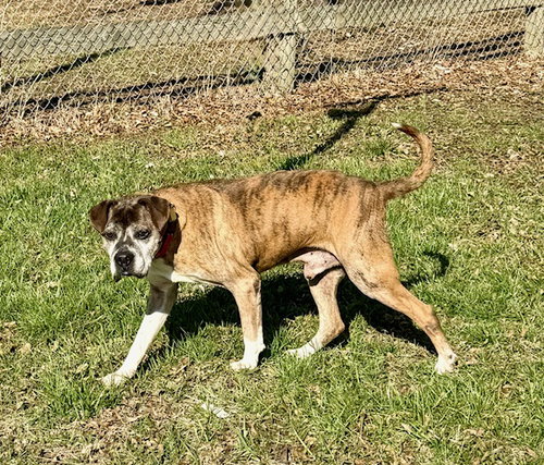 CHANCE - Boxer available for adoption