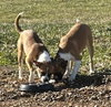 Faith - ADOPTION PENDING!!