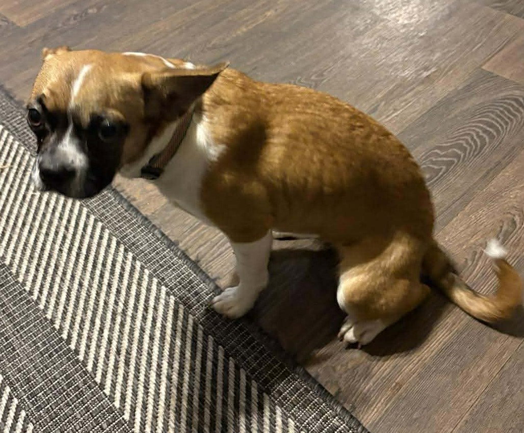Faith - FOSTER OR ADOPT ME WITH HOPE!!