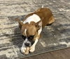 Hope - ADOPTION PENDING!!