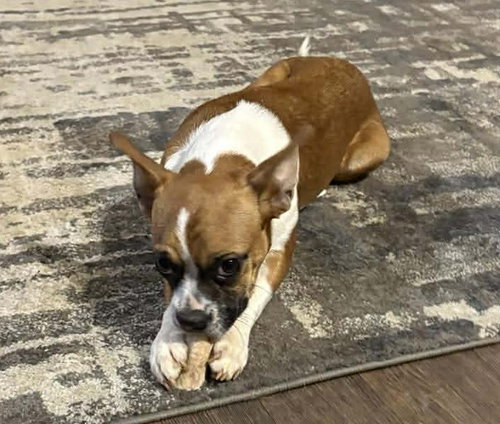 picture of the dog needing adoption