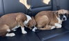 Hope - ADOPTION PENDING!!