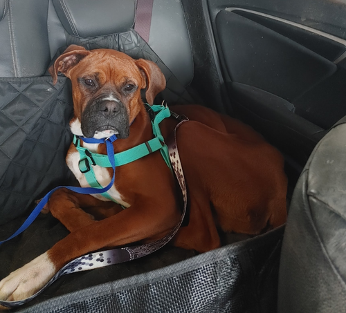 BO - Boxer available for adoption