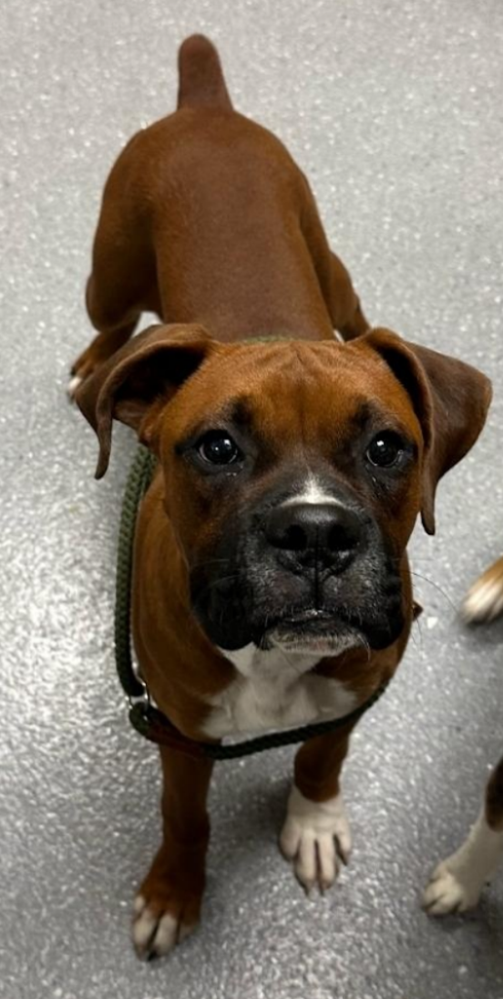 Bo - ADOPTION PENDING!!!
